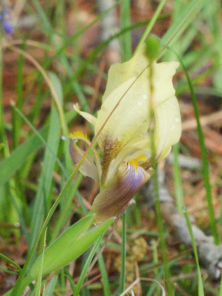 <h3><a href="/trips/Greece/biota/plantae/tracheophyta/liliopsida/asparagales/iridaceae/iris reichenbachii/iris reichenbachii-nl.html">Iris&nbsp;reichenbachii</a> /  / </h3>OM-1 Mark II met OLYMPUS M.150-400mm F4.5 TC, 1/2000 sec  bij F5.6, ISO 4000, afstand 4.82&nbsp;m
